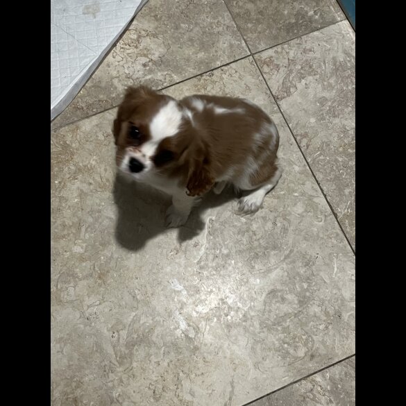 Cavalier King Charles Spaniel