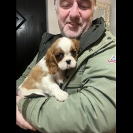 Cavalier King Charles Spaniel