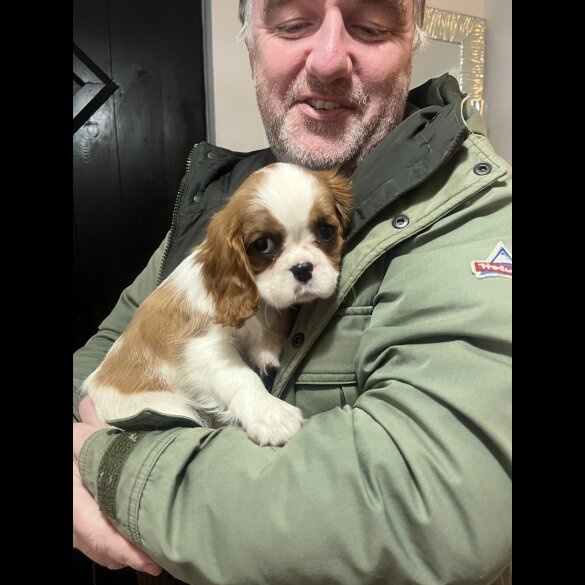 Cavalier King Charles Spaniel