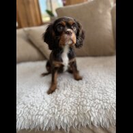 Cavalier King Charles Spaniel