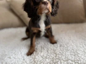 Cavalier King Charles Spaniel