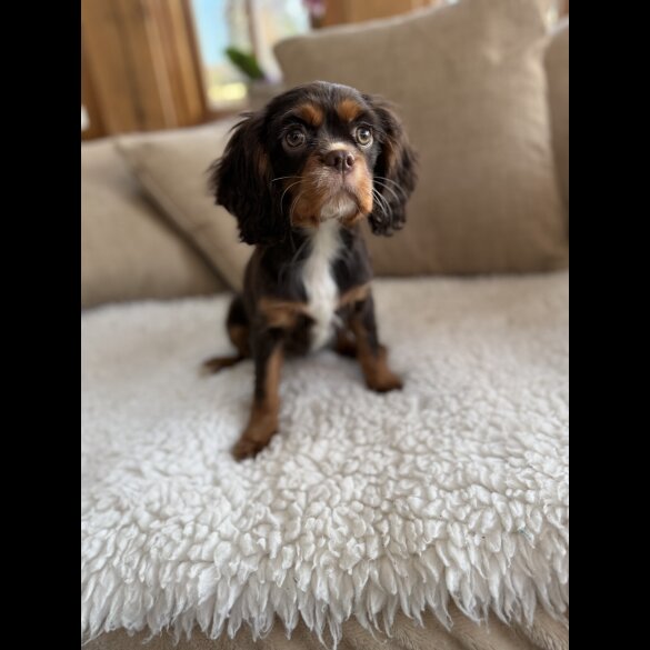 Cavalier King Charles Spaniel