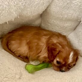 Cavalier King Charles Spaniel