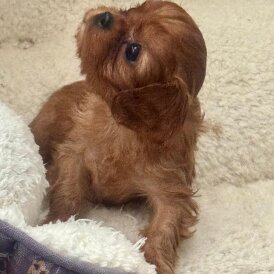 Cavalier King Charles Spaniel