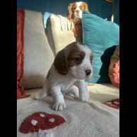 Cavalier King Charles Spaniel