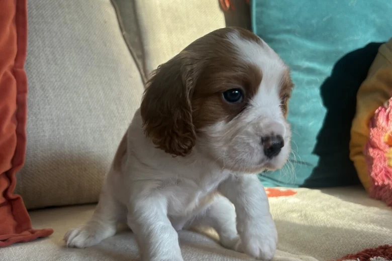 Cavalier King Charles Spaniel