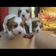 Cavalier King Charles Spaniel