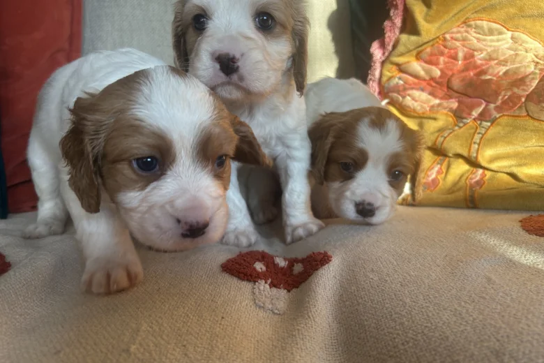 Cavalier King Charles Spaniel
