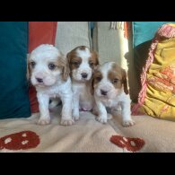 Cavalier King Charles Spaniel
