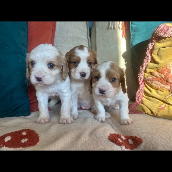 Cavalier King Charles Spaniel