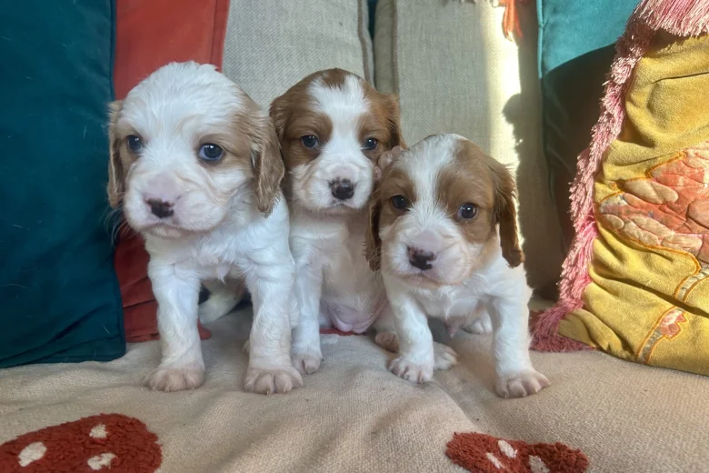 Cavalier King Charles Spaniel