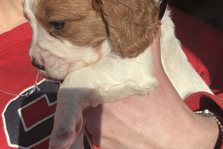 Cavalier King Charles Spaniel