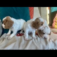 Cavalier King Charles Spaniel