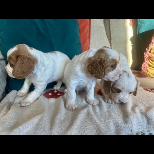 Cavalier King Charles Spaniel