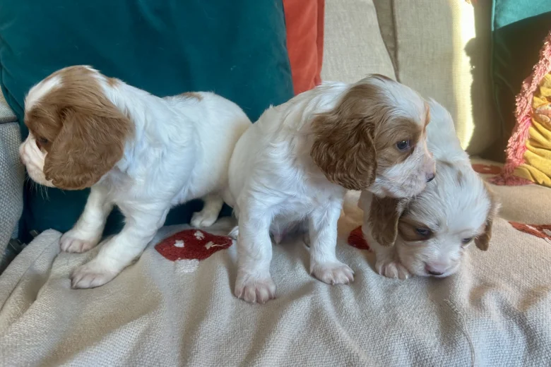 Cavalier King Charles Spaniel