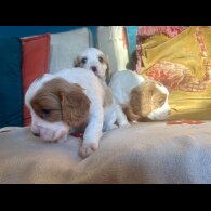 Cavalier King Charles Spaniel