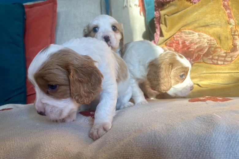 Cavalier King Charles Spaniel