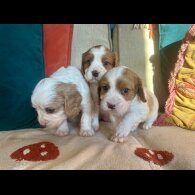 Cavalier King Charles Spaniel