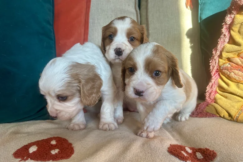 Cavalier King Charles Spaniel