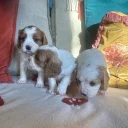 Cavalier King Charles Spaniel