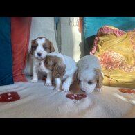 Cavalier King Charles Spaniel