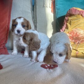 Cavalier King Charles Spaniel
