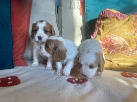 Cavalier King Charles Spaniel