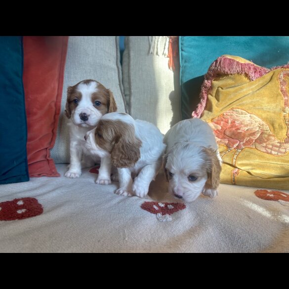 Cavalier King Charles Spaniel