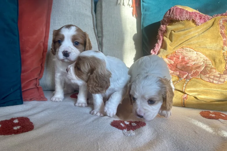 Cavalier King Charles Spaniel