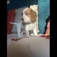 Cavalier King Charles Spaniel