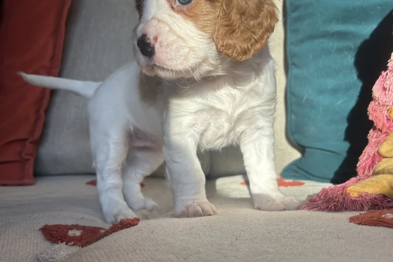 Cavalier King Charles Spaniel