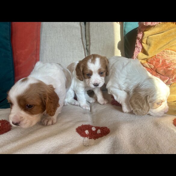 Cavalier King Charles Spaniel