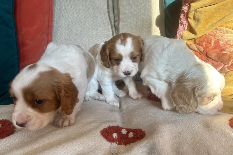 Cavalier King Charles Spaniel