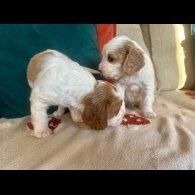 Cavalier King Charles Spaniel