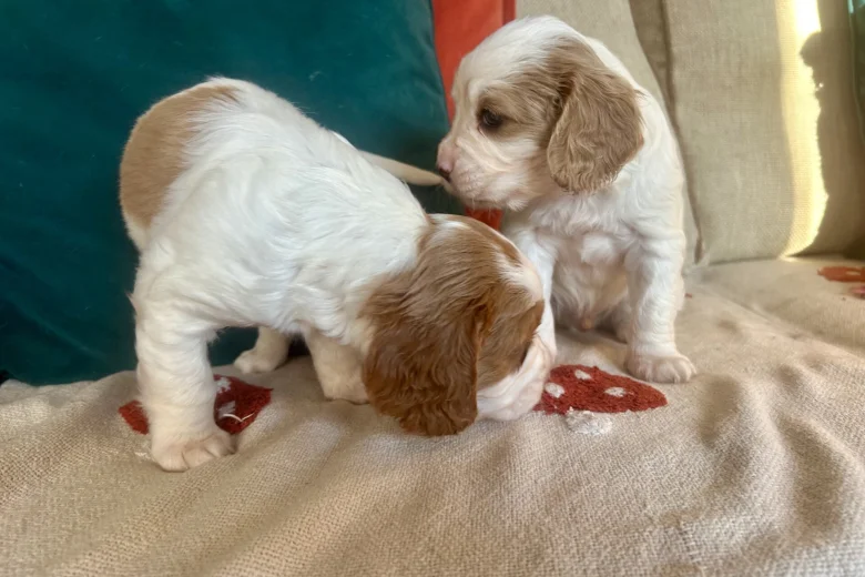 Cavalier King Charles Spaniel