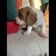 Cavalier King Charles Spaniel