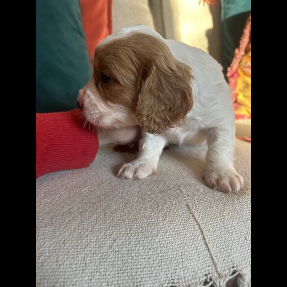 Cavalier King Charles Spaniel
