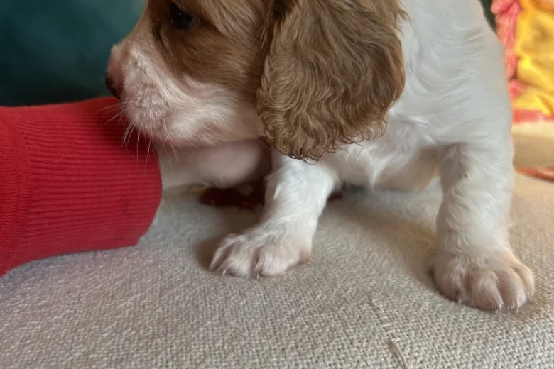 Cavalier King Charles Spaniel