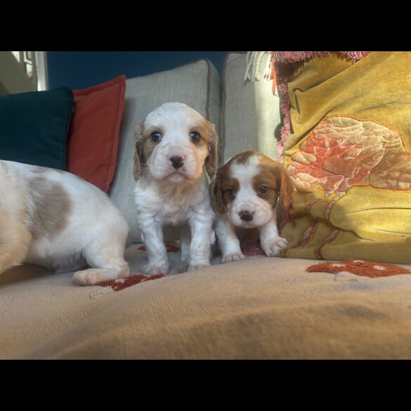 Cavalier King Charles Spaniel