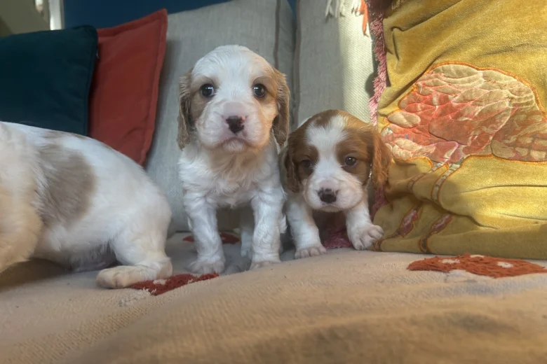 Cavalier King Charles Spaniel