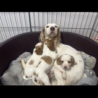 Cavalier King Charles Spaniel