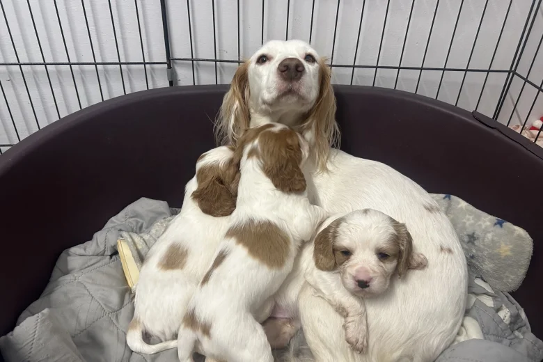 Cavalier King Charles Spaniel
