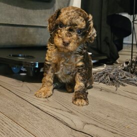 Cavapoo