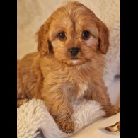 Cavapoo