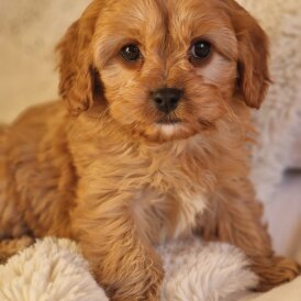 Cavapoo