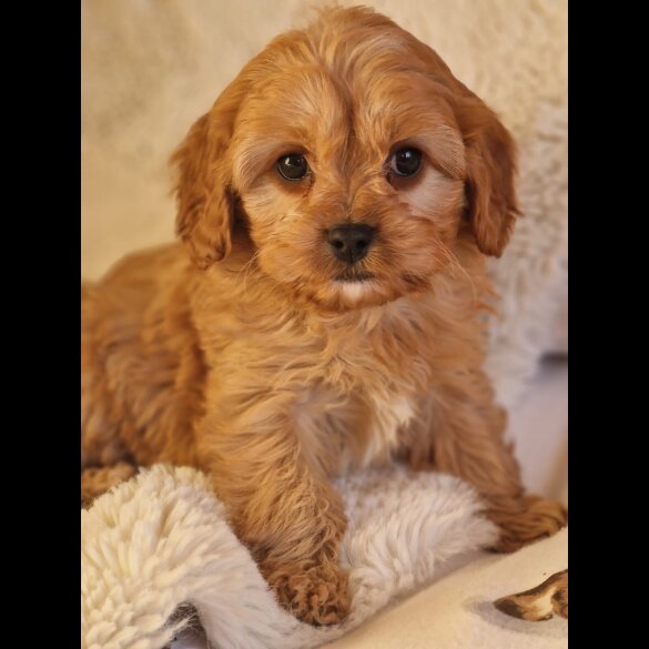 Cavapoo