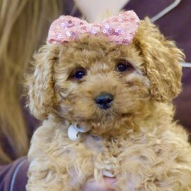 Cavapoo