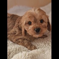 Cavapoo