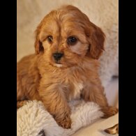 Cavapoo