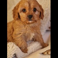 Cavapoo